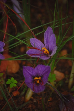 Crocus cf sativus